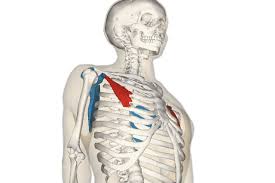 How to stretch out the muscles of the chest & rib cage. What You Need To Know About Your Pec Minor Posture And Pain