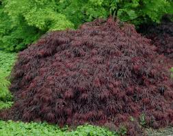 We did not find results for: Japanese Maple Crimson Queen Acer Palmatum Crimson Queen Plants Flowers 99roots Com