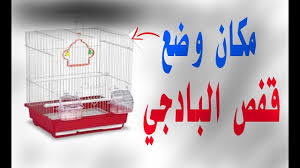 عندما نشتري قفص به طيور البادجي أين نضعه مكرم للبادجي container birds takeout container