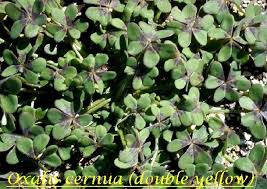 Image result for Oxalis pes-caprae