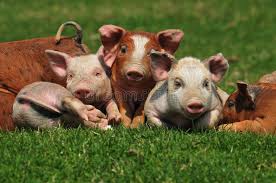 Woraus werden schweineskulpturen für den garten hergestellt? Bunte Schweine Fotos Kostenlose Und Royalty Free Stock Fotos Von Dreamstime