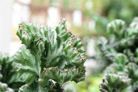 Check spelling or type a new query. Vital Tips To Grow And Care For A Coral Cactus Plant Gardenerdy