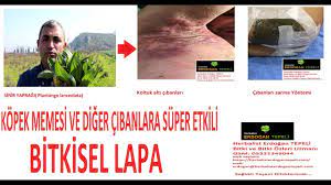 kopek memesi icin en hizli ve en etkili lapa bitkisel youtube