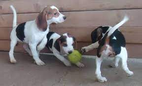 Check spelling or type a new query. Sugar Bear For Sale Ohio