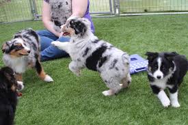 Training and socialization should start from the moment you bring your puppy home. Litton S Aussies Miniature Australian Shepherds Home Facebook
