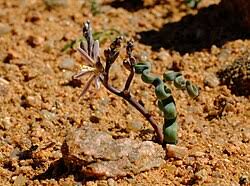 Image result for Trachyandra burkei