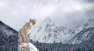 Visa fler idéer om djur, katt, kattdjur. Portrat Eines Puma Berglowe Puma Winter In Den Bergen Lizenzfreie Fotos Bilder Und Stock Fotografie Image 66807508