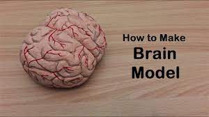 How To Make Brain Cerebrum Model | 3D Thermocol/Styrofoam Carving - Youtube