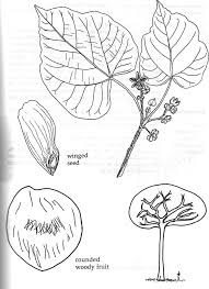 Image result for Pterygota mildbraedii