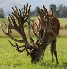 African animal beginning with k. 40 Beautiful Pictures Of Animals With Horns Animals With Horns Unusual Animals African Animals With Horns