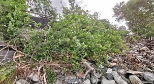 Image result for Volkameria