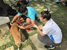 Throughout the years, the lassie clinic & shelter have seen numbers of passionate volunteer vets and volunteer helpers coming to langkawi and dedicating their stay on the island to. How To Become A Volunteer At Spca Selangor A First Hand Guide Expatgo