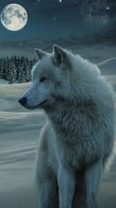 We did not find results for: White Wolf Wallpaper Download Mobcup