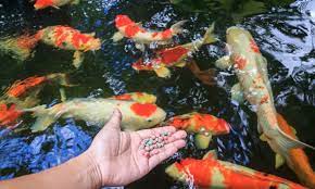 Ikan pembersih aquascape wajib punya, kebersihan akuarium berbeda ikan koi juga harganya bersaing dengan ikan arwana, bagi pecinta warna unik dan bercorak ikan koi menjadi ikan koi baru yang akan dicampur di kolam sebaiknya di karantida, atau ditanyakan keadaan ikan koi dari penjual. Kliknclean Jasa Kebersihan Rumah Dan Kantor Terbaik Di Indonesia Tersedia Di Play Store Untuk Android Dan App Store Untuk Ios Hubungi Kami 0815 8525 8888