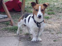 Uniquely different short legged jack russell terrier puppies for sale can be found at bright jacks in florida. Short Legged Jack Russell For Sale Ely Cambridgeshire Pets4homes