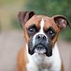 Die bordeaux dogge (bordeauxdogge, franz. 3