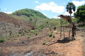 Image result for Sericanthe chimanimaniensis