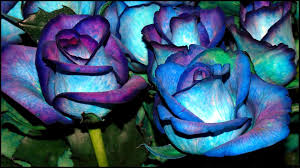 Black And Blue Roses Delivery Blue Roses Wallpaper Blue Roses Wallpaper Rose Bush Seeds Blue Flower Wallpaper