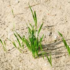 How To Grow Grass In Sandy Soil Hunker Growing Grass Sandy Soil Growing Grass From Seed