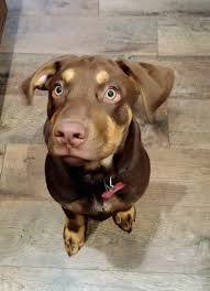 Pitbull Lab Mix Black And Brown Rottweiler Lab Mix Dogs Fan Photos Rottweiler Lab Mixes Rottweiler Mix Bulldog Breeds