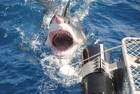 It seems that there's only two places to swim with the scariest thing in the ocean without dying, one of them being south africa, and the other being port lincoln in australia. Calypso Star Charters Do It Now Picture Of Calypso Star Charters Port Lincoln Tripadvisor