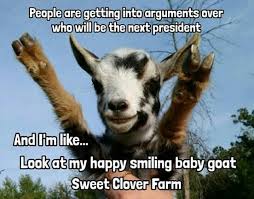 Babygoatfarm Goatmemes Goats Goats Funny Pygmy Goat