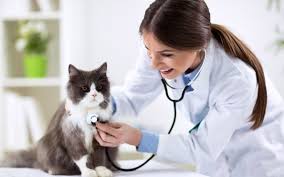 We are experienced in providing veterinary care for a number of clinical dog and cat conditions. Top Vets In Sharjah Vet Plus Al Maha Clinic More Mybayut