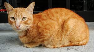 In the early days of cat exhibitions, tabbies were divided into banded and spotted. C Dilute Colors Gray Lilac Fawn Cream Felinegenetics Com