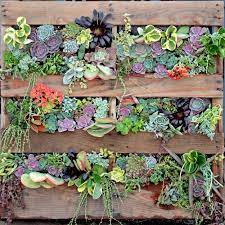 Diy Succulent Wall Using Wood Pallet Succulent Wall Garden Pallet Projects Garden Succulents Diy