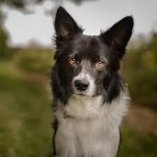 Collie puppies for sale, collie dogs for adoption and collie dog breeders. Home Page Valgrays Border Collie Animal Rescue