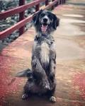 Australian Retriever Mixed Dog Breed Pictures ...