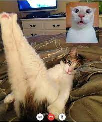 Casual Facetime Cats Cats And Kittens Kitten Pictures Cat Love