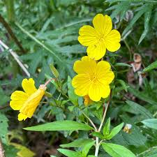 Image result for Oenothera indecora