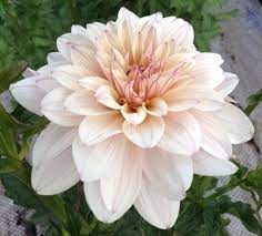 Jasmine Pearl New Dahlias 2015 Dahlia Flower Names Beautiful Flowers