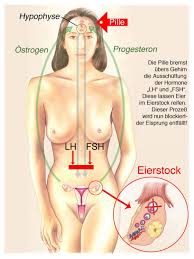 Sie haben beim oder kurz vor dem eisprung schmerzen und können ganz genau sagen das direkte spritzen der hormone fsh und lh bringt zwar für viele frauen einen guten effekt, es kann aber auch zu nebenwirkungen kommen. Berechnen Eisprung Fruchtbare Tage Unfruchtbare Tage Tipps