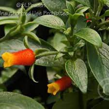 What's up with candy corn, anyway? Candy Corn Vine Manettia Luteorubra Garden Org