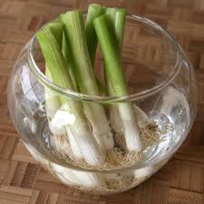 How to grow asparagus at home for delightful perennial harvests. Kitchen Gardener Grow Green Onions From Cuttings Shockingly Delicious