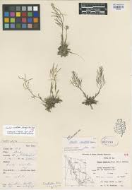 CPNWH Search Results