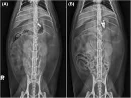 Brand varies from order to order and variation to variation. The Frequency Of Oral Famotidine Administration Influences Its Effect On Gastric Ph In Cats Over Time Golly 2019 Journal Of Veterinary Internal Medicine Wiley Online Library