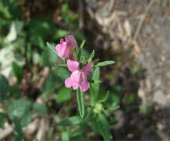 Image result for Misopates