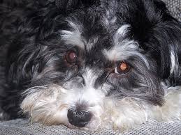 Maybe you would like to learn more about one of these? Schnoodle Dog Breed Information And Images Dogs Breed Usa
