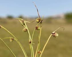 Image result for Lipocarpha