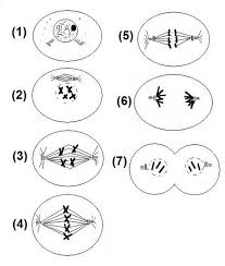 Animal and plant cell mitosis questions worksheet answers. Curran Thomas Cp Bio Cell Division Review Worksheet Key