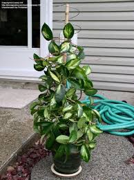We did not find results for: Hoya Krimson Princess Hoya Plants Plants Indoor Plants