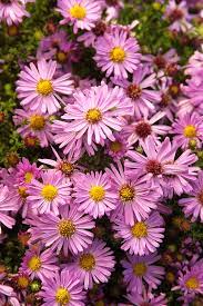 Wood S Pink New York Aster Monrovia Wood S Pink New York Aster Spring Garden Monrovia Plants Herbaceous Perennials