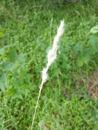 Image result for Bothriochloa