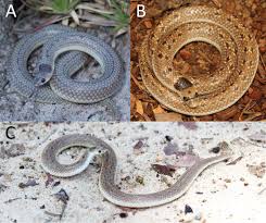 Image result for Commiphora angolensis