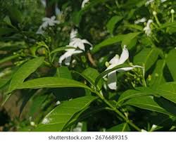 Image result for Tabernaemontana crassa