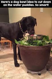 Whether You Have An Old Dog Or You Re A New Owner Of A Puppy Or Even If You Own A Cat These Tips Hacks For Your Dog Will Help You A