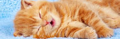They also pant when they are having trouble breathing. Cat Panting Why It Happens And What Should I Do My Pet Needs That
